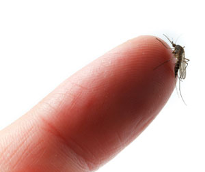 Photo of Mosquito on tip of finger