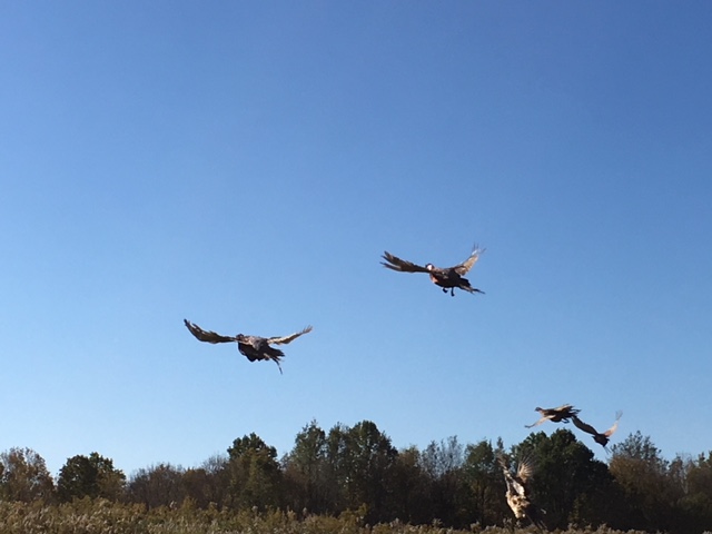 Newly released Pheasents in flight