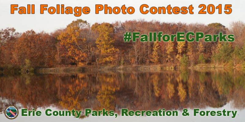 Fall Foliage Contest