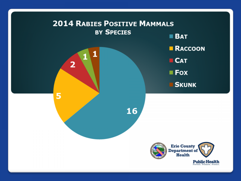Pie Chart Positive Rabies by Species 2014