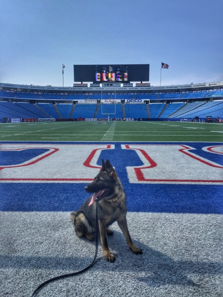 K-9 Viva at New Era Field